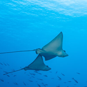 Two ocellated eagle rays flying over a school of fish in blue, Miyaru Kandu, Maldives