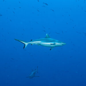 Grey reef shark cruising in open blue with others in background, Miyaru Kandu, Maldives