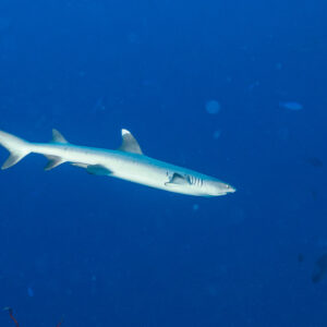 Whitetip reef shark side view in open blue water, Miyaru Kandu, Maldives