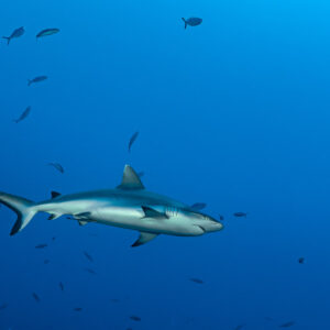 Grey reef shark side view among scattered fish in blue water, Miyaru Kandu, Maldives