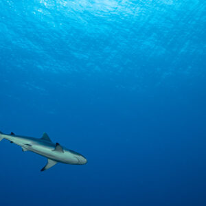 Grey reef shark swimming under the sunlit surface, Miyaru Kandu, Maldives