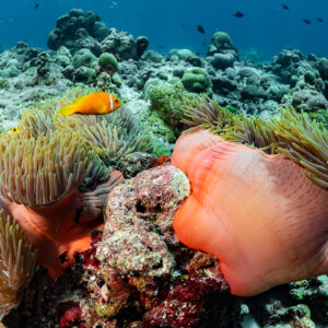 Maldives anemonefish above magnificent sea anemones with orange columns, Cocoa Thila, Maldives