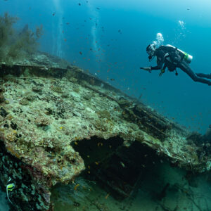 Diver swimming above a wreck hull covered with black coral, Kuda Giri Wreck, Maldives