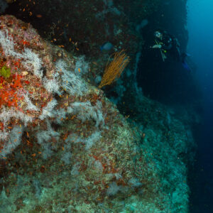 Woman diver in the distance beside a reef pillar, vertical, Kuda Giri Wreck, Maldives