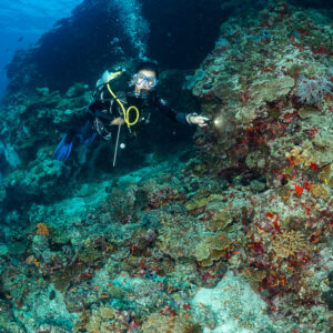 Woman diver exploring a reef overhang with torch, vertical, Kuda Giri Wreck, Maldives