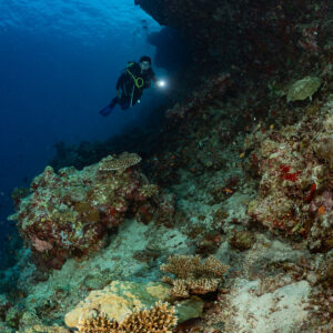 Woman diver beside a reef pinnacle with table corals, vertical, Kuda Giri Wreck, Maldives