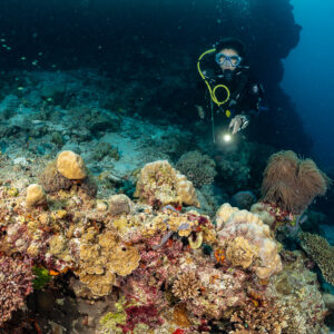Woman diver with torch above a colourful coral garden with sea fan, Kuda Giri Wreck, Maldives