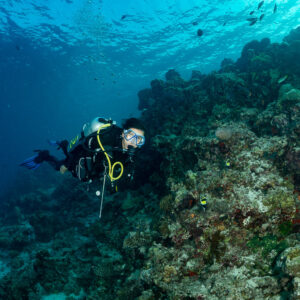 Woman diver swimming along a reef slope under the surface, Kuda Giri Wreck, Maldives