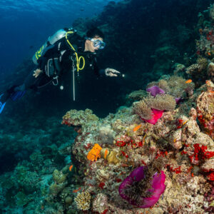 Woman diver lighting pink anemones on a reef outcrop, Kuda Giri Wreck, Maldives
