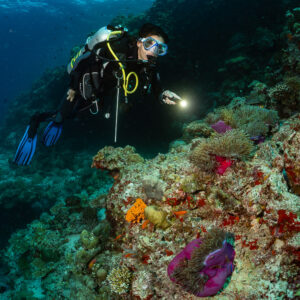 Woman diver with torch above pink and orange reef life, Kuda Giri Wreck, Maldives