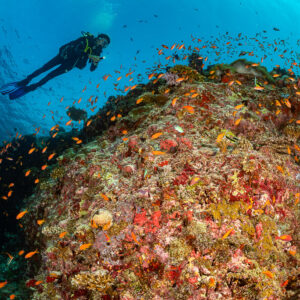 Woman diver above a reef top swarming with orange anthias, Kuda Giri Wreck, Maldives
