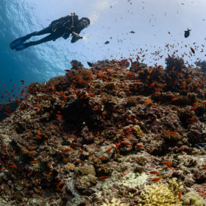 Woman diver silhouetted above a reef dome with anthias, Kuda Giri Wreck, Maldives