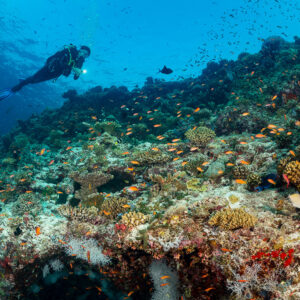 Woman diver in distance over a reef ledge full of anthias, Kuda Giri Wreck, Maldives