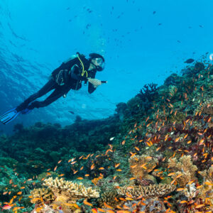 Woman diver swimming above a sloping reef with anthias swarm, Kuda Giri Wreck, Maldives