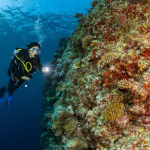 Woman diver lighting a colourful reef wall with her torch, Kuda Giri Wreck, Maldives