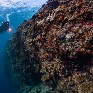 Woman diver with torch beside a large reddish coral boulder, Kuda Giri Wreck, Maldives