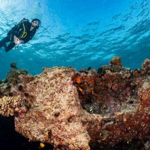 Woman diver above a reef ledge with an overhang under the surface, Kuda Giri Wreck, Maldives