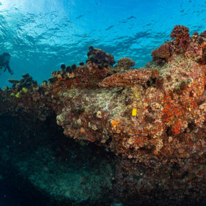 Woman diver behind a red encrusted reef outcrop, Kuda Giri Wreck, Maldives