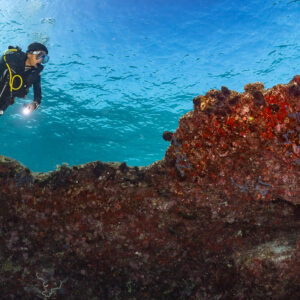 Woman diver with torch above a red reef crest, Kuda Giri Wreck, Maldives