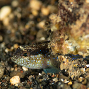 Small goby with blue-dotted cheeks peering from black sand rubble, Komodo, Indonesia