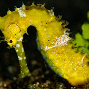 Yellow thorny seahorse in profile beside green algae, Komodo, Indonesia