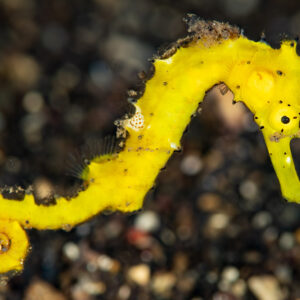 Bright yellow thorny seahorse with curled tail on black sand, Komodo, Indonesia