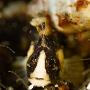 Tiny dark fish with white-blazed face, frontal portrait, Komodo, Indonesia