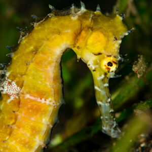 Orange-yellow thorny seahorse among seagrass, head and trunk detail, Komodo, Indonesia