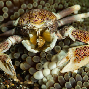 Spotted porcelain crab sitting in its host anemone, front view, Komodo, Indonesia