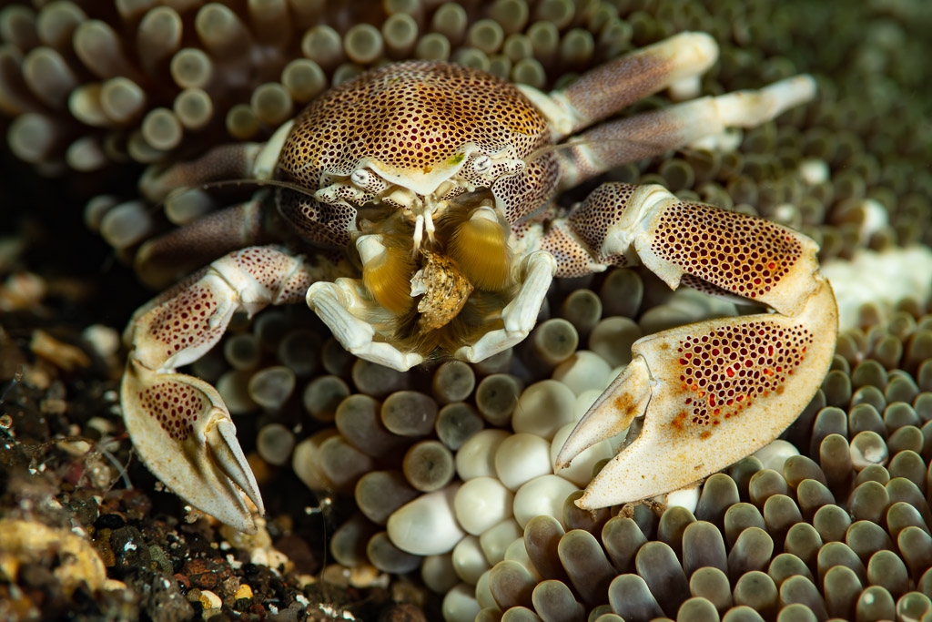 Crabe porcelaine tacheté installé dans son anémone hôte, vue de face, Komodo, Indonésie