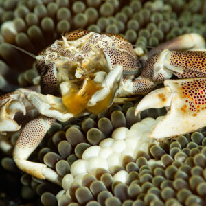 Spotted porcelain crab spreading its claws in a sea anemone, three-quarter view, Komodo, Indonesia