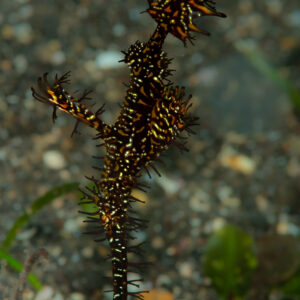 Ornate ghost pipefish hovering vertically over sandy bottom, Komodo, Indonesia