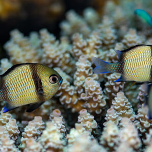 Two reticulated dascyllus sheltering among Acropora branches, Komodo, Indonesia