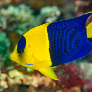 Bicolor angelfish swimming over a colourful reef, side view, Komodo, Indonesia