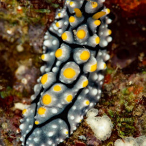 Phyllidia nudibranch with yellow-capped tubercles on encrusted rock, Komodo, Indonesia