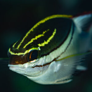 Bridled monocle bream portrait with yellow head stripes on dark background, Komodo, Indonesia