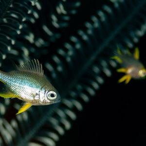 Two juvenile damselfish in front of a dark feather star, Komodo, Indonesia