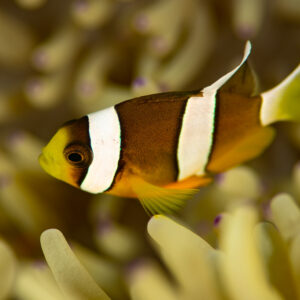Clark's anemonefish swimming among yellowish anemone tentacles, Komodo, Indonesia