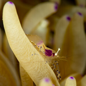 Transparent anemone shrimp with purple spot on a tentacle, close-up, Komodo, Indonesia