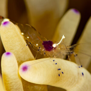 Anemone shrimp perched between purple-tipped anemone tentacles, side view, Komodo, Indonesia
