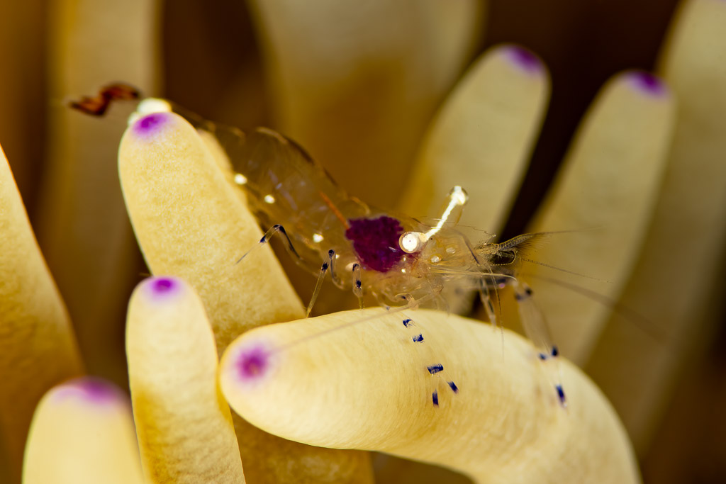 Crevette d’anémone posée entre des tentacules à pointes violettes, vue de profil, Komodo, Indonésie