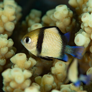 Reticulated dascyllus among pale finger coral branches, Komodo, Indonesia