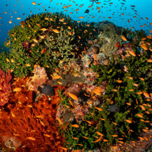 Coral bommie swarming with orange anthias and red sponges, Komodo, Indonesia