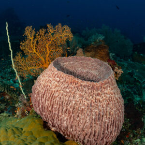 Barrel sponge on a reef with sea fan, vertical framing, Komodo, Indonesia