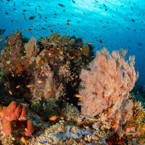 Pink sea fan and colourful reef under sunlit fish-filled water, Komodo, Indonesia