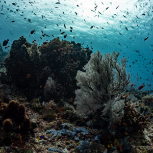 Reef with large grey sea fan and fish schools, muted cool tones, Komodo, Indonesia