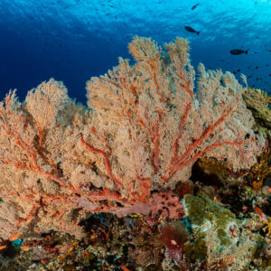 Large salmon-pink sea fan spreading over a reef top, Komodo, Indonesia