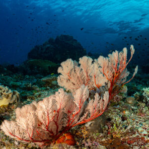 Pink sea fans and leather coral on a reef, low wide angle, Komodo, Indonesia
