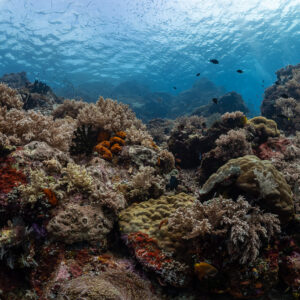 Shallow coral reef landscape under a rippled sunlit surface, Komodo, Indonesia