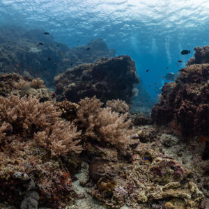 Coraux mous et pointements rocheux du récif en eau peu profonde, Komodo, Indonésie